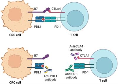 Navigating through novelties concerning mCRC treatment—the role of immunotherapy, chemotherapy, and targeted therapy in mCRC